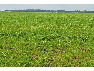 Property photo 12 - LAND AUCTION - 80+/- Acres offered in 1 Tract in Allen County